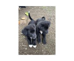 3 black puppies looking for new home