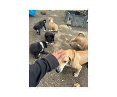 3 black puppies looking for new home