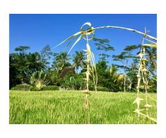 Joglo-Villa on freehold land